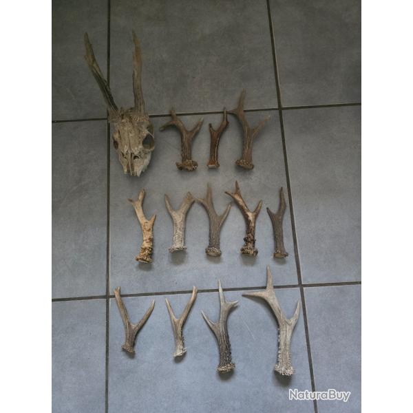 Lot de 14 bois de chevreuil
