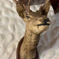 T&ecirc;te de cerf Une pi&egrave;ce de taxidermie rare.