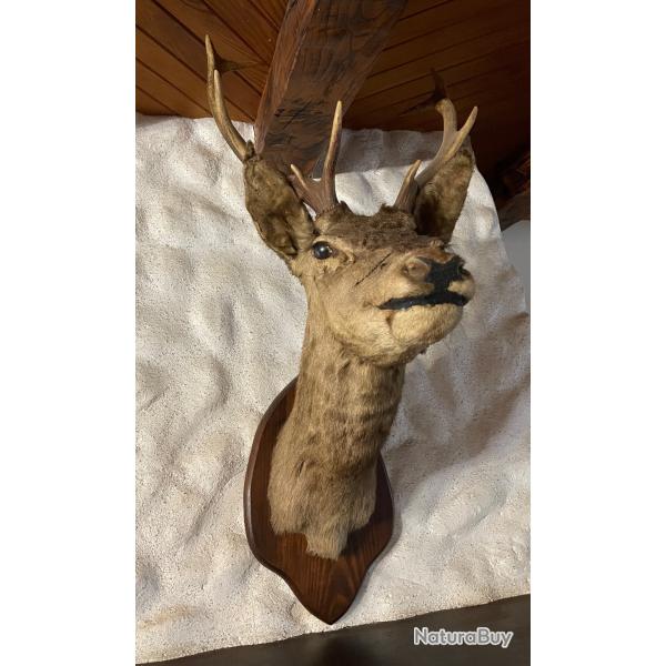 T�te de cerf Une pi�ce de taxidermie rare.