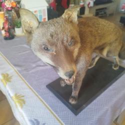 Renard naturalis&eacute;