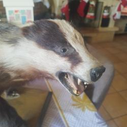 Blaireau naturalis&eacute;Blaireau naturalis&eacute;