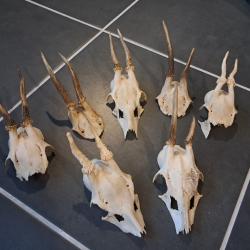 Massacre de chevreuil (prix pour un massacre) #23128E