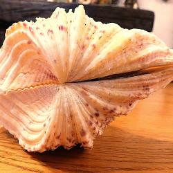 GROS ET T-BEAU COQUILLAGE POUR UNE COLLECTION D'OBJETS DIVERS SUR ETAGERES - AUTRES DIVERS POUR EXPO