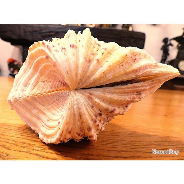 GROS ET T-BEAU COQUILLAGE POUR UNE COLLECTION D'OBJETS DIVERS SUR ETAGERES - AUTRES DIVERS POUR EXPO