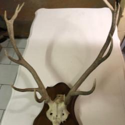 troph&eacute;e de cerf
