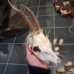 Cr&acirc;ne de chevreuil  #833