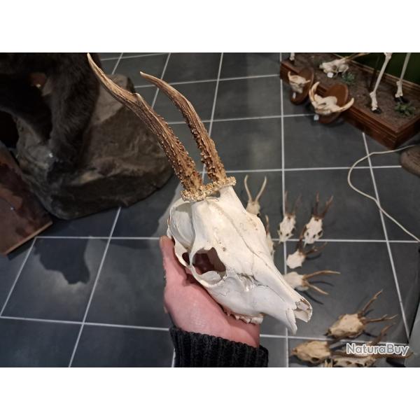 Cr�ne de chevreuil  #833