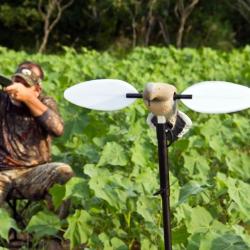 Tourterelle &agrave; ailes tournantes Mojo