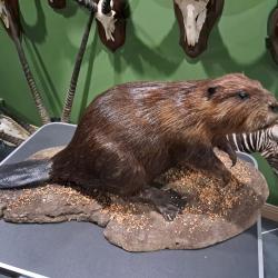 Rare taxidermie de Castor du Canada (Castor canadensis)