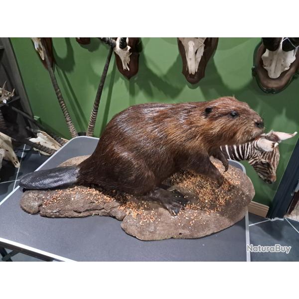 Rare taxidermie de Castor du Canada (Castor canadensis)