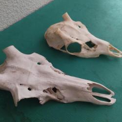 2 CR&Acirc;NE MASSACRE CERF NATUREL POUR POSE BOIS