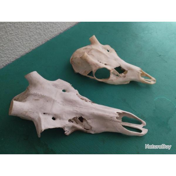 2 CR�NE MASSACRE CERF NATUREL POUR POSE BOIS