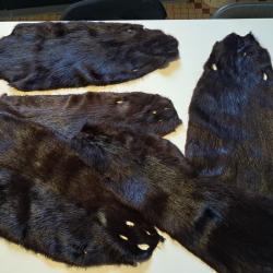 Peau de ragondin ; Myocastor coypus (prix pour une peau)