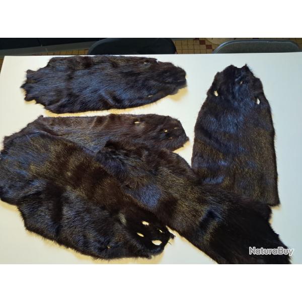 Peau de ragondin ; Myocastor coypus (prix pour une peau)