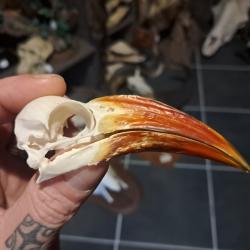 Cr&acirc;ne de calao &agrave; bec rouge ; Tockus erythrorhynchus #10