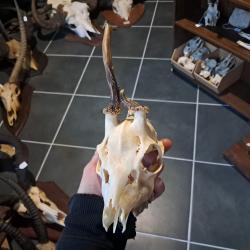 Cr&acirc;ne de chevreuil t&ecirc;te bizarde #23121