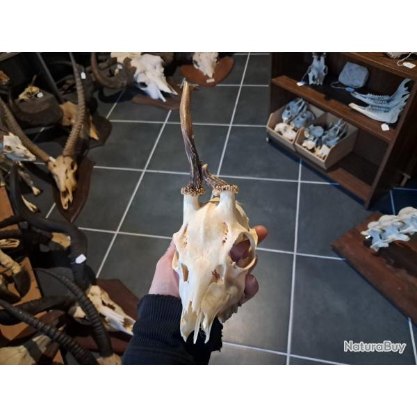 Cr�ne de chevreuil t�te bizarde #23121