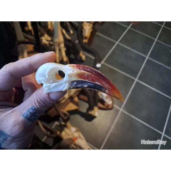 Cr�ne de calao � bec rouge ; Tockus erythrorhynchus #7