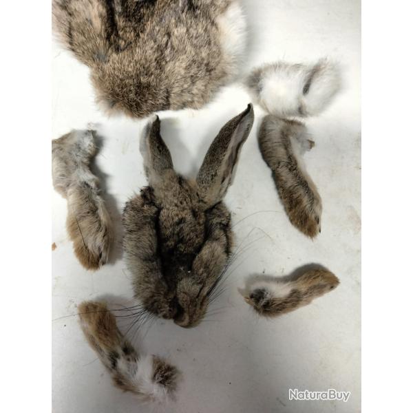 Lot masque de lapin