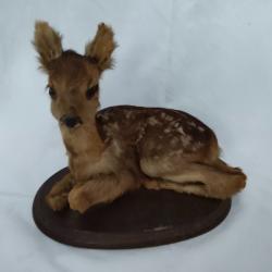 Taxidermie Faon de chevreuil sur socle bois - Tr&egrave;s bon &eacute;tat