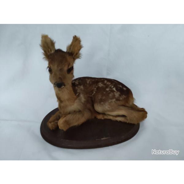 Taxidermie Faon de chevreuil sur socle bois - Tr�s bon �tat