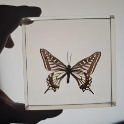 Papillon en r&eacute;sine #1912(2)