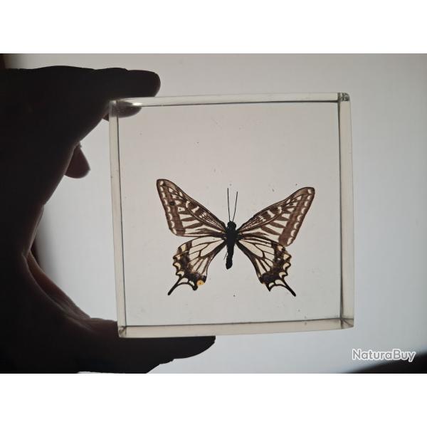 Papillon en r�sine #1912(2)