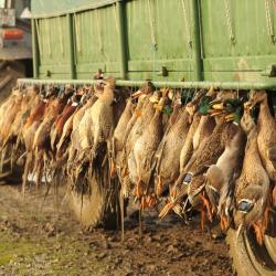 La chasse du petit gibier en Hongrie