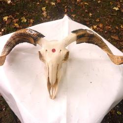 T&ecirc;te OVIN Naturelle