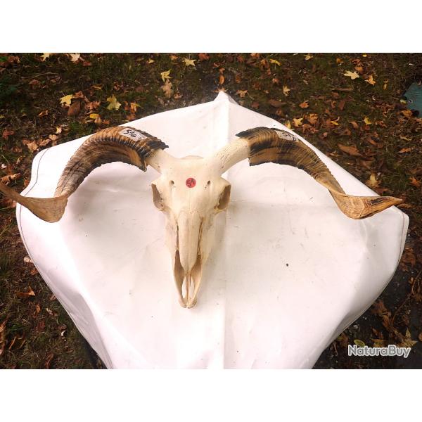 T�te OVIN Naturelle