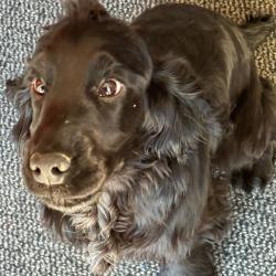 COCKER ANGLAIS Chiots LOF