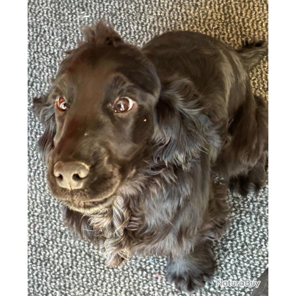 COCKER ANGLAIS Chiots LOF