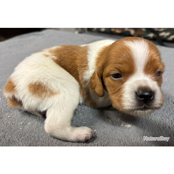 EPAGNEUL BRETON Chiots