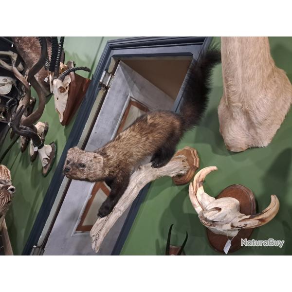Rare Taxidermie de Martre de pennant ; P�kan (Martes pennanti)