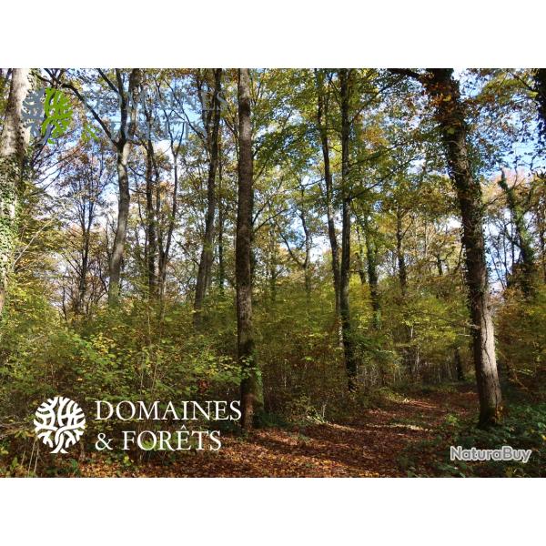 Bois dans le Cher (18) d'environ 5 hectares DF-1154-A