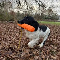 SPRINGER ANGLAIS chiots de 4-5mois LOF