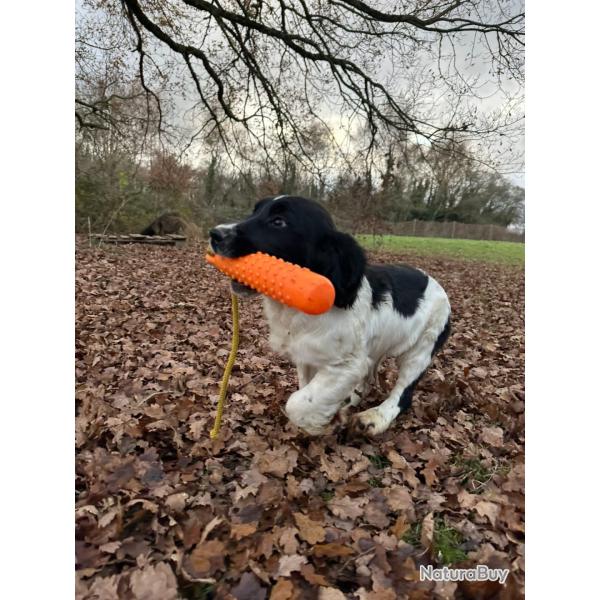 SPRINGER ANGLAIS chiots de 4-5mois LOF