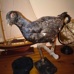 Oiseaux Grouse male taxdermie