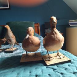 Taxidermie canards siffleurs