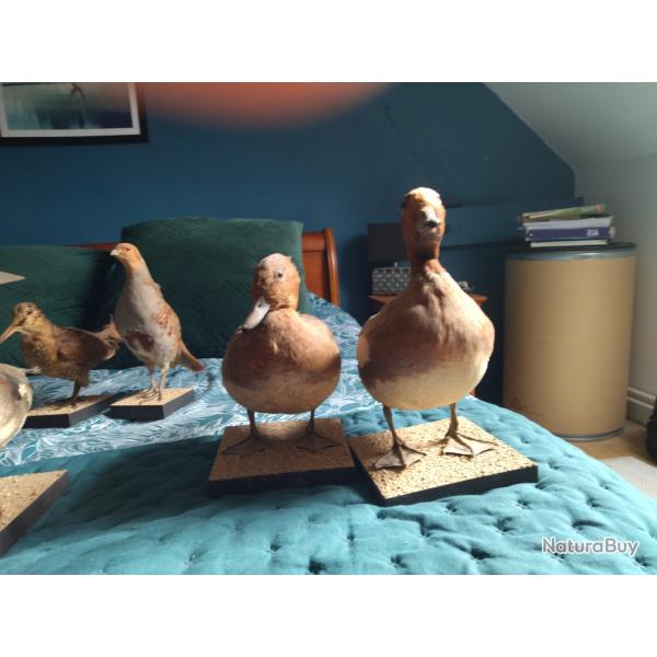 Taxidermie canards siffleurs