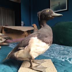 taxidermie canards Morillon