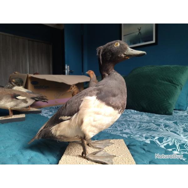 taxidermie canards Morillon