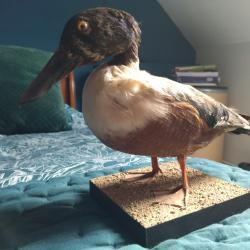 Canard Souchet taxidermie