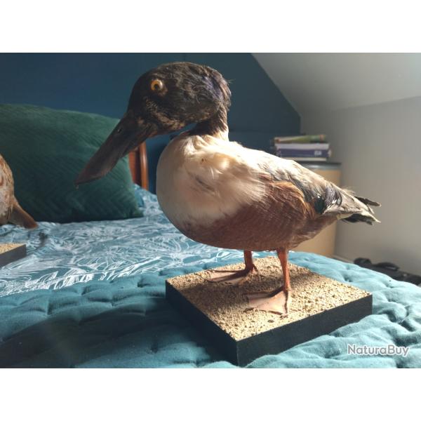 Canard Souchet taxidermie