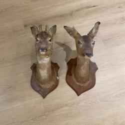 Lot couple de chevreuils (m&acirc;le et femelle) naturalis&eacute;es