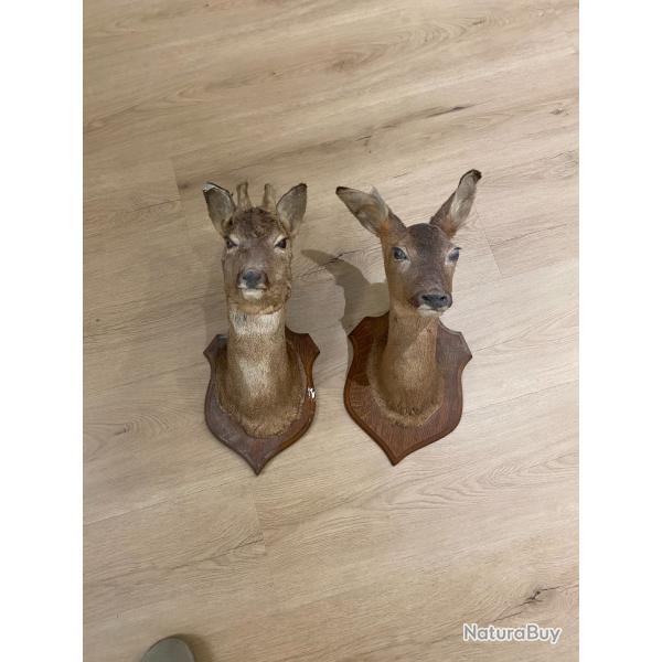 Lot couple de chevreuils (m�le et femelle) naturalis�es