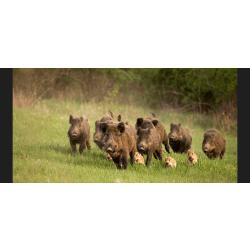 Action de chasse en Meurthe-et-Moselle et Moselle