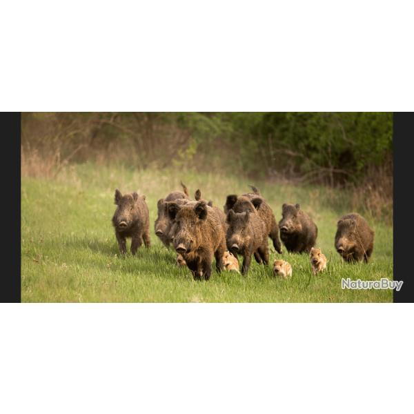 Action de chasse en Meurthe-et-Moselle et Moselle