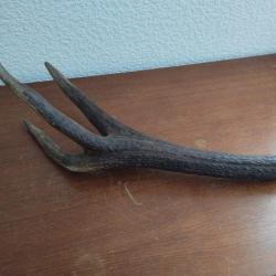 BOIS MUE DE CERF 50CM  COUTELLERIE OBJETS DIVERS CHIEN
