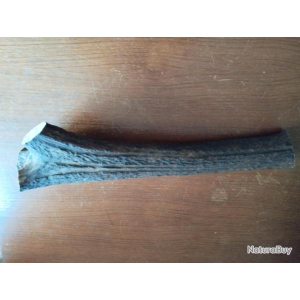 BOIS MUE DE CERF 32CM CIRCONFERENCE MEDIANE 12,5CM COUTELLERIE OBJETS DIVERS